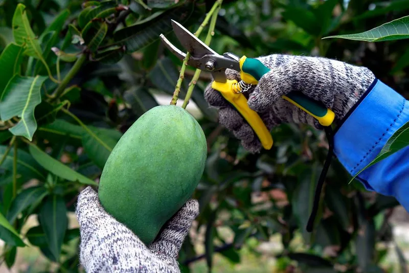 Mangga harumanis