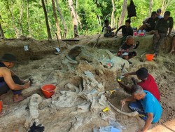 Segini Ukuran Fosil Gajah Purba Stegodon di Nganjuk