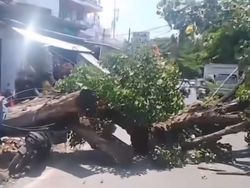 Pohon Tumbang Timpa Motor di Jalan Sunu Makassar