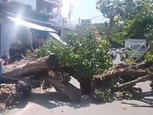 Pohon Tumbang Timpa Motor di Jalan Sunu Makassar Pohon Tumbang Timpa Motor di Jalan Sunu Makassar