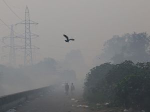 Tanam Pohon Saja Ternyata Tak Cukup Buat Atasi Polusi Udara