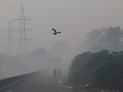 Tanam Pohon Saja Ternyata Tak Cukup Buat Atasi Polusi Udara
