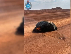 Sampah Antariksa Mendarat di Gurun Australia, Kondisinya Terbakar Sampah Antariksa Mendarat di Gurun Australia, Kondisinya Terbakar