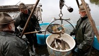 Tradisi Panen Ikan Mas Warnai Musim Gugur Ceko