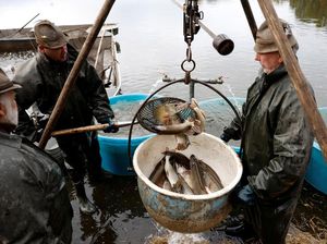 Tradisi Panen Ikan Mas Warnai Musim Gugur Ceko Tradisi Panen Ikan Mas Warnai Musim Gugur Ceko