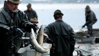 Australia Kebanjiran Ikan Mas, Warga Diajak Menyantapnya