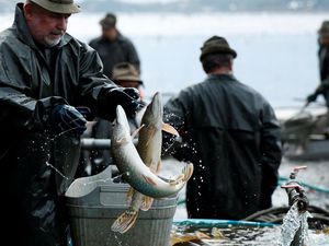 Australia Kebanjiran Ikan Mas, Warga Diajak Menyantapnya