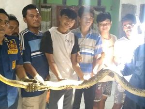 Lihat Kucing Sedang Dililit Ular, Warga di Bogor Lapor Damkar Lihat Kucing Sedang Dililit Ular, Warga di Bogor Lapor Damkar