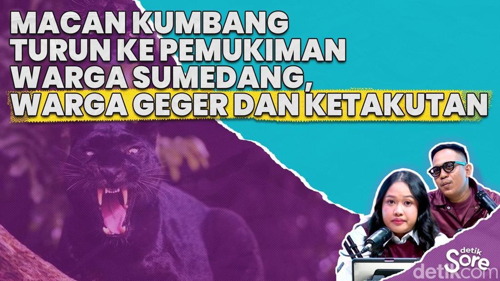 Video: Warga Sumedang Dikejutkan Kemunculan Macan Kumbang di Pekarangan Rumah Video: Warga Sumedang Dikejutkan Kemunculan Macan Kumbang di Pekarangan Rumah