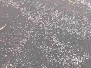 Sederet Fakta Heboh Kemunculan Hewan Putih Mirip Udang di Pantai Baru Sederet Fakta Heboh Kemunculan Hewan Putih Mirip Udang di Pantai Baru