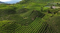 Kebun Teh Gunung Talang, Surga Hijau di Tanah Minang Kebun Teh Gunung Talang, Surga Hijau di Tanah Minang