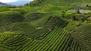 Kebun Teh Gunung Talang, Surga Hijau di Tanah Minang