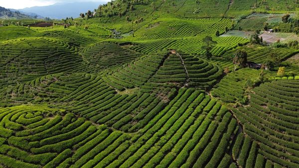 Kebun Teh Gunung Talang, Surga Hijau di Tanah Minang