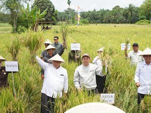 Sultan Serahkan Alsintan dan Benih Jagung untuk Petani di Mukomuko