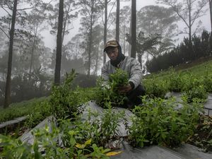 Menjelajahi Surga Tanaman Obat di Lereng Tawangmangu