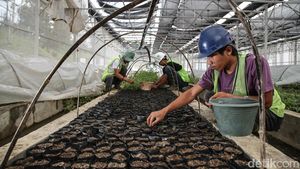 Pembibitan Modern Jadi Tren Bertani Masa Kini di Toba