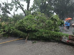 Akses Cianjur-Bandung Sempat Terputus Akibat Pohon Tumbang