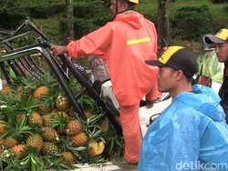 Pohon Timpa Mobil Penjual Nanas di Ciater Subang, Dua Orang Tewas