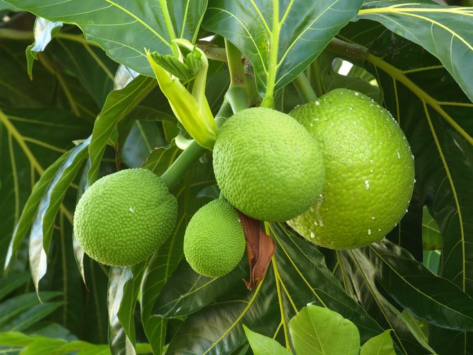 Sukun