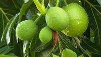 Video: Buah Sukun Jadi Superfood Indonesia di Masa Depan?