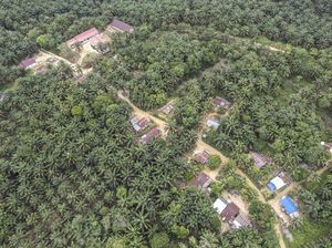 Apakah Pohon Sawit Bisa Menyerap Air? Ini Fungsi dan Dampaknya bagi Lingkungan