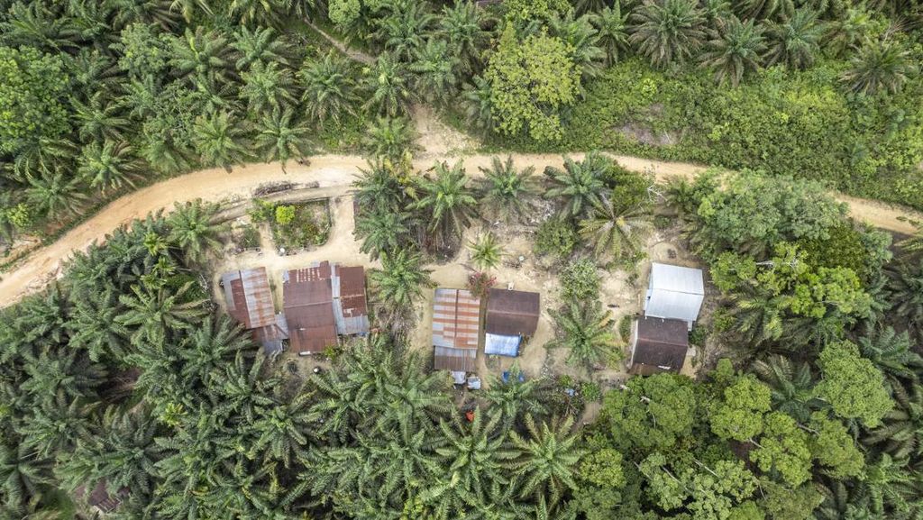Jejak Suku Batin Sembilan yang Terhimpit Perkebunan Sawit di Jambi Jejak Suku Batin Sembilan yang Terhimpit Perkebunan Sawit di Jambi