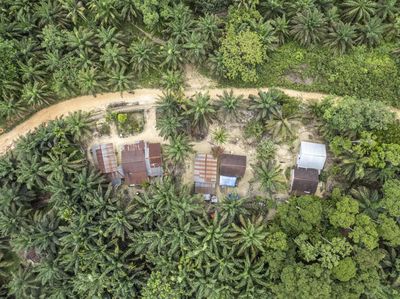 Jejak Suku Batin Sembilan yang Terhimpit Perkebunan Sawit di Jambi