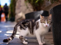 7 Cara Mengusir Kucing agar Tidak Berak Sembarangan di Sekitar Rumah