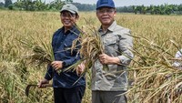 Harga Pupuk Turun, Mardiono Ingatkan Pengawasan agar Tepat Sasaran
