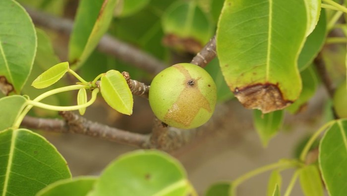 Awas! Jangan Sembarangan Sentuh 6 Tanaman Ini Kalau Gak Mau Celaka!
