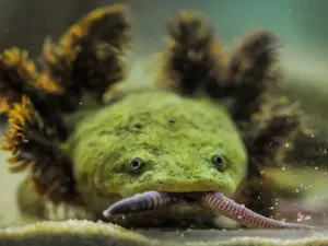 Naga Mini Ini Salah Satu Amfibi Paling Langka di Dunia Naga Mini Ini Salah Satu Amfibi Paling Langka di Dunia