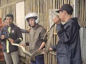 Ayam Warga Sukabumi Hilang Tanpa Jejak, Ternyata Dimangsa Hewan Ini
