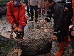 Pohon Tumbang Timpa Truk di Pantura Kudus, Sopir Terjepit