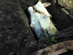 Byurr! Sapi Nyempung Lubang Pembuangan Limbah Cair di Bantul