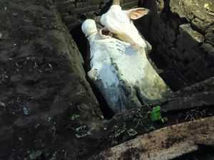 Byurr! Sapi Nyempung Lubang Pembuangan Limbah Cair di Bantul Byurr! Sapi Nyempung Lubang Pembuangan Limbah Cair di Bantul