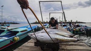Harga Tuna Ekspor di Ternate Turun Jadi Rp30 Ribu per Kg