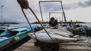 Harga Tuna Ekspor di Ternate Turun Jadi Rp30 Ribu per Kg Harga Tuna Ekspor di Ternate Turun Jadi Rp30 Ribu per Kg
