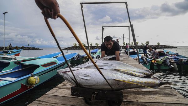 Harga Tuna Ekspor di Ternate Turun Jadi Rp30 Ribu per Kg