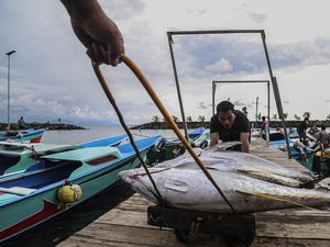 Harga Tuna Ekspor di Ternate Turun Jadi Rp30 Ribu per Kg Harga Tuna Ekspor di Ternate Turun Jadi Rp30 Ribu per Kg