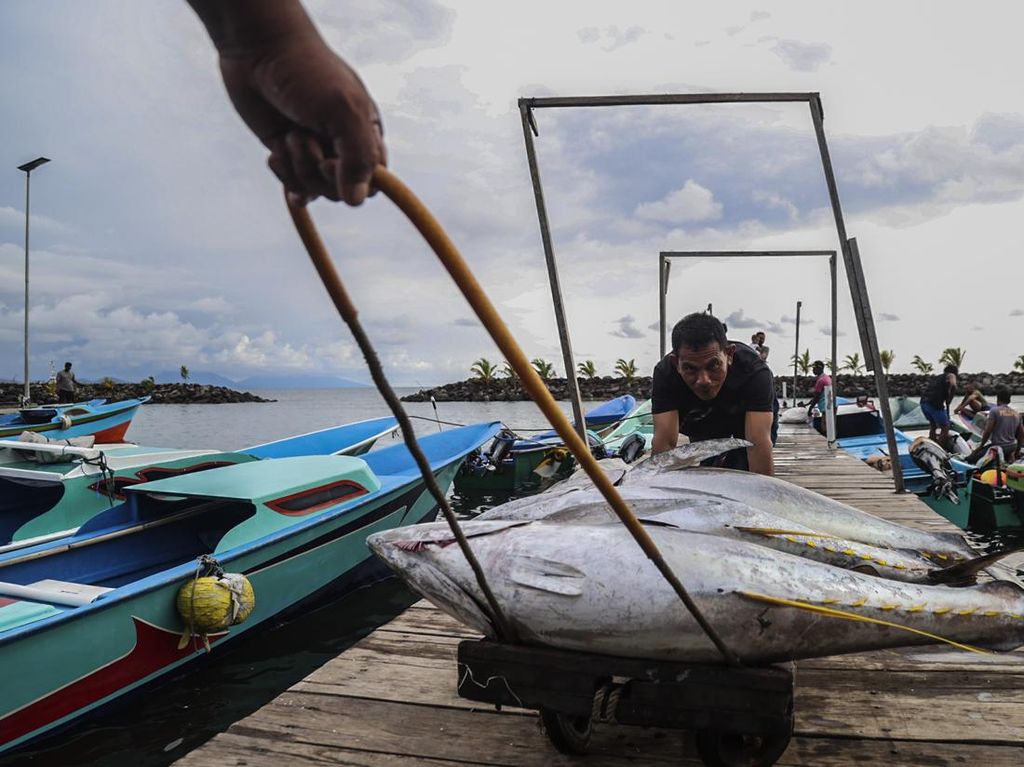 Harga Tuna Ekspor di Ternate Turun Jadi Rp30 Ribu per Kg Harga Tuna Ekspor di Ternate Turun Jadi Rp30 Ribu per Kg