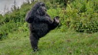 25 Foto Lucu Nikon Comedy Wildlife Awards 2025, Dijamin Bikin Ngakak! 25 Foto Lucu Nikon Comedy Wildlife Awards 2025, Dijamin Bikin Ngakak!