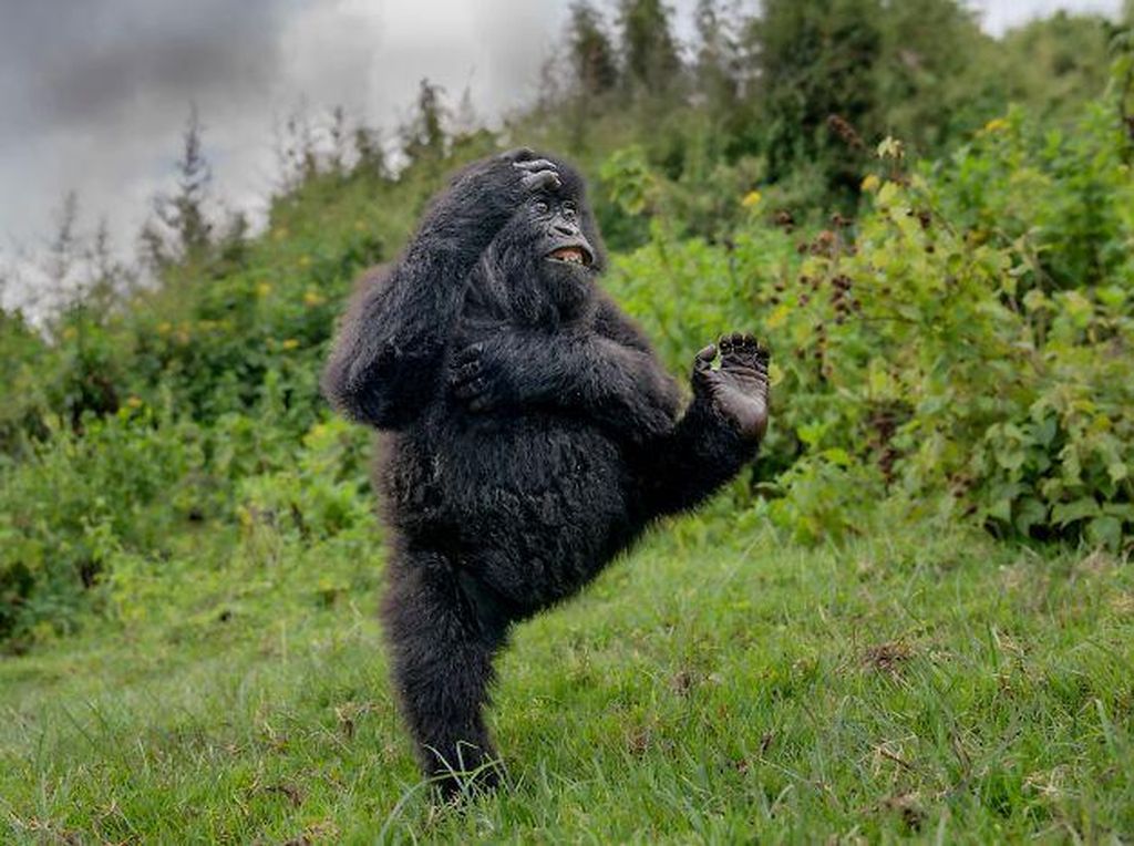 25 Foto Lucu Nikon Comedy Wildlife Awards 2025, Dijamin Bikin Ngakak! 25 Foto Lucu Nikon Comedy Wildlife Awards 2025, Dijamin Bikin Ngakak!