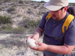 Bentuk Telur Dinosaurus Ini Masih Sempurna Meski Terpendam 70 Juta Tahun Bentuk Telur Dinosaurus Ini Masih Sempurna Meski Terpendam 70 Juta Tahun