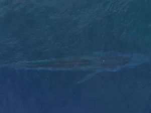 Heboh Paus Biru Sepanjang 20 Meter Muncul di Laut Gorontalo Heboh Paus Biru Sepanjang 20 Meter Muncul di Laut Gorontalo