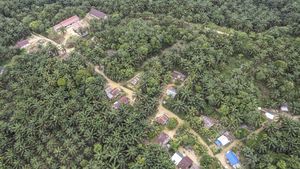 Warga Suku Batin Sembilan Hadapi Ketimpangan di Tengah Sawit