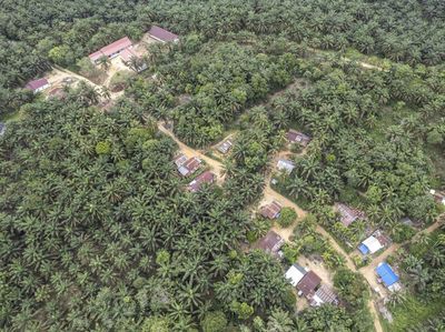 Warga Suku Batin Sembilan Hadapi Ketimpangan di Tengah Sawit