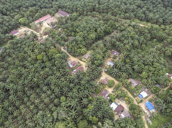 Warga Suku Batin Sembilan Hadapi Ketimpangan di Tengah Sawit