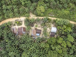 Video: Puluhan Ribu Hektare Hutan di Aceh, Sumut dan Sumbar Hilang