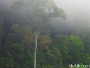 PLTA Mentarang Akan Tenggelamkan Ruang Hidup, Ganti Rugi Rp 350/Meter Ditolak PLTA Mentarang Akan Tenggelamkan Ruang Hidup, Ganti Rugi Rp 350/Meter Ditolak