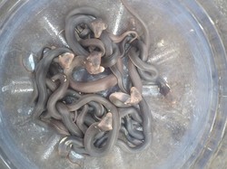 Hii! 16 Anakan Ular Kobra Dievakuasi di Boto Klaten Hii! 16 Anakan Ular Kobra Dievakuasi di Boto Klaten